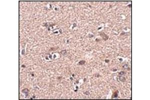 Immunohistochemistry of SCAMP4 in human brain tissue with this product at 2. (SCAMP4 抗体  (C-Term))