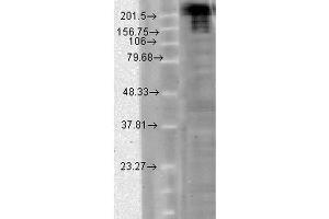 Western Blot analysis of hamster CHO cells showing detection of Nav1. (SCN9A 抗体  (AA 1751-1946) (Atto 488))