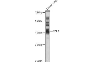 Western blot analysis of extracts of Mouse lung, using CCR7 antibody (ABIN7266310) at 1:1000 dilution. (CCR7 抗体  (AA 1-100))