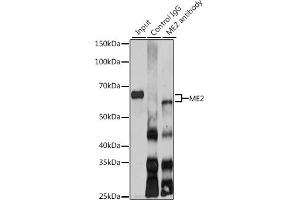 Immunoprecipitation analysis of 200 μg extracts of SKOV3 cells using 3 μg ME2 antibody (ABIN6133037, ABIN6143674, ABIN6143675 and ABIN6225057). (NAD-ME 抗体  (AA 220-479))