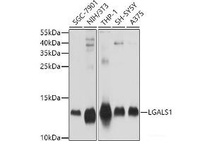 Western blot analysis of extracts of various cell lines using LGALS1 Polyclonal Antibody at dilution of 1:1000. (LGALS1/Galectin 1 抗体)