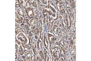 IHC analysis of SCO1 using anti-SCO1 antibody (ABIN7600609).