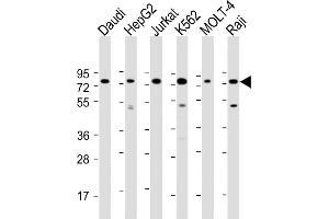 All lanes : Anti-BPC3 Antibody (N-Term) at 1:2000 dilution Lane 1: Daudi whole cell lysate Lane 2: HepG2 whole cell lysate Lane 3: Jurkat whole cell lysate Lane 4: K562 whole cell lysate Lane 5: MOLT-4 whole cell lysate Lane 5: Raji whole cell lysate Lysates/proteins at 20 μg per lane. (PABPC3 抗体  (AA 84-117))