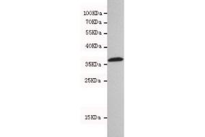 Western blot testing of human 293T cell lysate with HtrA2 antibody at 1:500. (HTRA2 抗体)