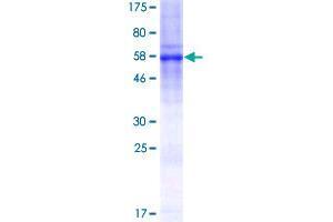 C19orf46 Protein (AA 1-291) (GST tag)