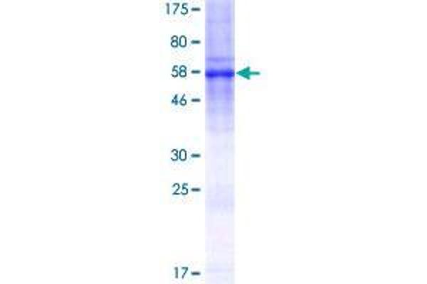 C19orf46 Protein (AA 1-291) (GST tag)