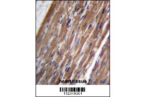 FBLIM1 Antibody immunohistochemistry analysis in formalin fixed and paraffin embedded human heart tissue followed by peroxidase conjugation of the secondary antibody and DAB staining. (FBLIM1 抗体  (C-Term))