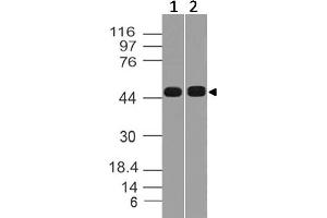 Image no. 1 for anti-SRY (Sex Determining Region Y)-Box 17 (SOX17) (AA 100-305) antibody (ABIN5027653)