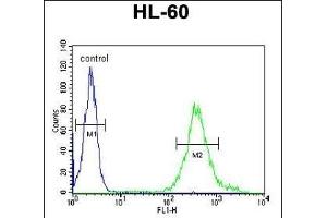 M11D1 Antibody (N-term) (ABIN653932 and ABIN2843164) flow cytometric analysis of HL-60 cells (right histogram) compared to a negative control cell (left histogram).