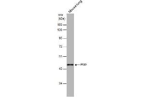 WB Image PGD antibody [N1N3] detects PGD protein by western blot analysis. (PGD 抗体)