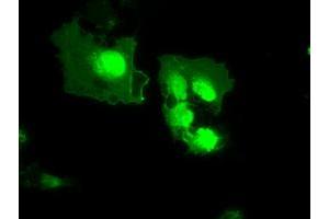 Anti-MX1 mouse monoclonal antibody (ABIN2452269) immunofluorescent staining of COS7 cells transiently transfected by pCMV6-ENTRY MX1 (RC207418). (MX1 抗体)