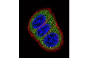 Immunofluorescence (IF) image for anti-Hes Family bHLH Transcription Factor 1 (HES1) (AA 9-38), (N-Term) antibody (ABIN390222)
