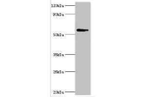 BRD9 抗体  (AA 338-597)
