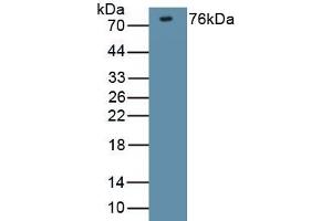 Detection of Recombinant DLG4, Mouse using Polyclonal Antibody to Discs, Large Homolog 4 (DLG4) (DLG4 抗体  (AA 1-393))