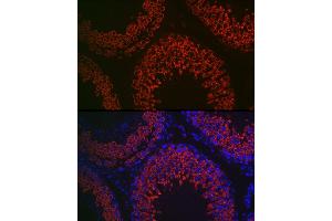 Immunofluorescence (IF) image for anti-DEAD Box Protein 4 (DDX4) (AA 1-300) antibody (ABIN7266705)