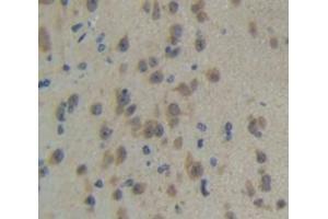 IHC-P analysis of Mouse Tissue, with DAB staining. (TLR3 抗体  (AA 533-705))