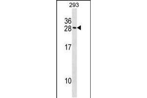 Western blot analysis in 293 cell line lysates (35ug/lane). (MARCKSL1 抗体  (C-Term))