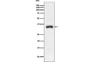 Western blot analysis of JAM1 expression in HeLa cell lysate. (Recombinant F11R 抗体)