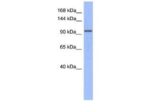 WB Suggested Anti-MSH4  Antibody Titration: 0. (MSH4 抗体  (N-Term))