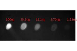 Dot Blot of Anti-HUMAN IgA (alpha chain) (GOAT) Antibody Fluorescein Conjugated. (山羊 anti-人 IgA (Heavy Chain) Antibody (FITC) - Preadsorbed)