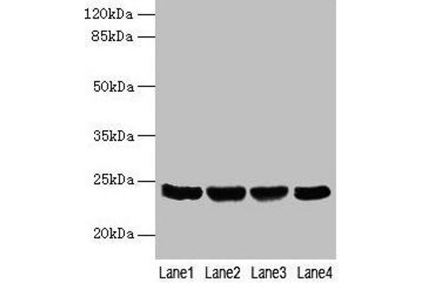 COX4NB antibody  (AA 1-210)