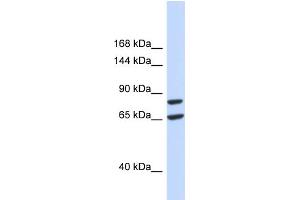 Host:  Rabbit  Target Name:  SLC26A8  Sample Type:  293T Whole Cell lysates  Antibody Dilution:  1. (SLC26A8 抗体  (Middle Region))