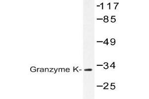 Western blot analysis of Granzyme K antibody in extracts from Jurkat cells. (GZMK 抗体)