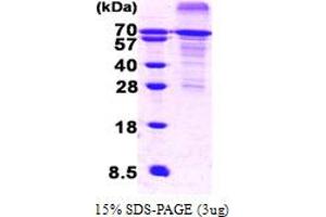 HSF1 Protein (AA 1-529) (His tag)