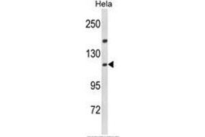 Western blot analysis of IPO11 Antibody (N-term) in Hela cell line lysates (35ug/lane). (Importin 11 抗体  (N-Term))