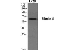 Western Blot (WB) analysis of specific cells using Fibulin-5 Polyclonal Antibody. (Fibulin 5 抗体  (Internal Region))
