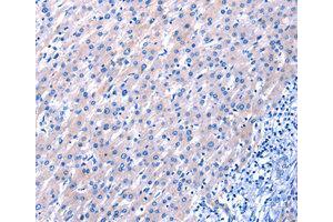 Immunohistochemistry (IHC) image for anti-Epidermal Growth Factor (EGF) antibody (ABIN1872450) (EGF 抗体)
