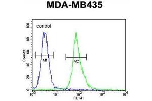 AKT1 Antibody (Thr308) flow cytometric analysis of MDA-MB435 cells (right histogram) compared to a negative control cell (left histogram). (AKT1 抗体  (AA 289-318))