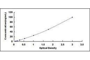 ELISA image for Calpain 1 (CAPN1) ELISA Kit (ABIN6720475)