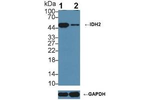 Knockout Varification:,Lane 1: Wild-type Jurkat cell lysate,Lane 2: IDH2 knockout Jurkat cell lysate,Predicted MW: 51,45 kDa ,Observed MW: 45 kDa,Primary Ab: 1 μg/mL Rabbit Anti-Human IDH2 Antibody,Second Ab: 0. (IDH2 抗体  (AA 40-452))
