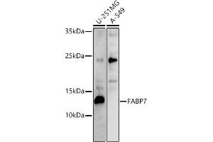 Western blot analysis of extracts of various cell lines, using F antibody (ABIN6129530, ABIN6140428, ABIN6140430 and ABIN6215290) at 1:500 dilution. (FABP7 抗体  (AA 1-132))