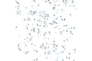 Immunocytochemistry (ICC) image for anti-Enhancer of Zeste Homolog 2 (EZH2) (AA 1-154) antibody (ABIN7795766)