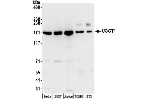 Western Blotting (WB) image for anti-UDP-Glucose Glycoprotein Glucosyltransferase 1 (UGGT1) (AA 1505-1555) antibody (ABIN7450876)