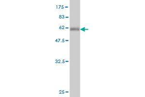 Western Blot detection against Immunogen (54. (HOXC9 抗体  (AA 1-260))