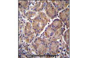 RN2 Antibody (C-term) (ABIN656971 and ABIN2846154) iunohistochemistry analysis in formalin fixed and paraffin embedded human stomach tissue followed by peroxidase conjugation of the secondary antibody and DAB staining. (MMRN2 抗体  (C-Term))