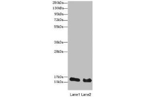 Western blot All lanes: HIST2H3A antibody at 14 μg/mL Lane 1: Mouse liver tissue Lane 2: Mouse kidney tissue Secondary Goat polyclonal to rabbit IgG at 1/10000 dilution Predicted band size: 15 kDa Observed band size: 15 kDa (HIST2H3A 抗体  (AA 108-136))