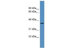 WB Suggested Anti-OR2H2 Antibody Titration: 0. (OR2H2 抗体  (C-Term))