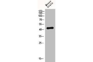 Western Blot analysis of MOUSE-BRAIN cells using Fusin Polyclonal Antibody (CXCR4 抗体  (C-Term))