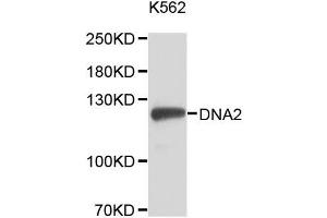 Western blot analysis of extracts of K-562 cells, using DNA2 antibody (ABIN5996467). (DNA2 抗体)