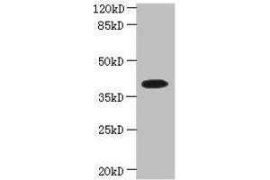 Western blot All lanes: PSTK antibody at 5 μg/mL + Hela whole cell lysate Secondary Goat polyclonal to rabbit IgG at 1/10000 dilution Predicted band size: 40, 33 kDa Observed band size: 40 kDa (PSTK 抗体  (AA 1-347))