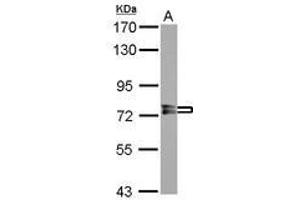 Image no. 2 for anti-Protein Phosphatase, EF-Hand Calcium Binding Domain 1 (PPEF1) (AA 361-650) antibody (ABIN1500360) (PPEF1 抗体  (AA 361-650))