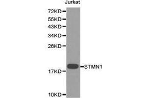 Western Blotting (WB) image for anti-Stathmin 1 (STMN1) antibody (ABIN1874979) (Stathmin 1 抗体)