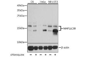Western blot analysis of extracts of various cell lines, using MAP1LC3B antibody. (LC3B 抗体)