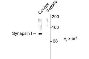 Image no. 1 for anti-Synapsin I (SYN1) (pSer62), (pSer67) antibody (ABIN372719) (SYN1 抗体  (pSer62, pSer67))
