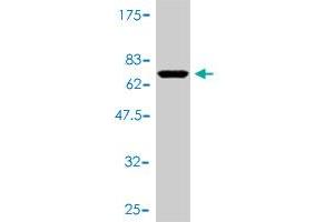 Western Blotting (WB) image for anti-Polymerase (RNA) I Polypeptide C, 30kDa (POLR1C) (AA 1-346) antibody (ABIN564112)