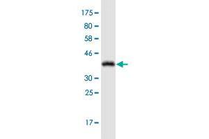Western Blot detection against Immunogen (38. (Adenosine A2a Receptor 抗体  (AA 147-267))